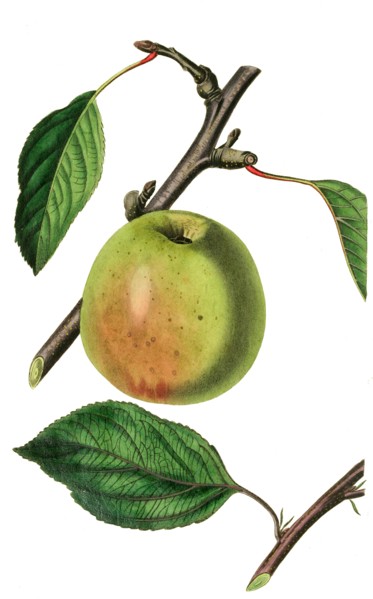 the Beachamwell seedling apple