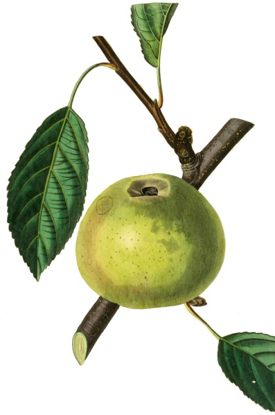 the old Nonpareil Apple