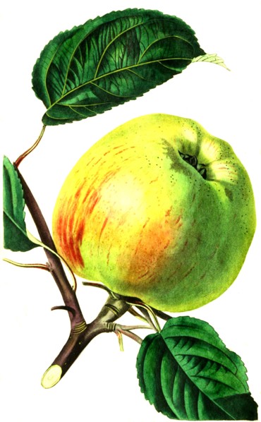 the Gravenstein apple
