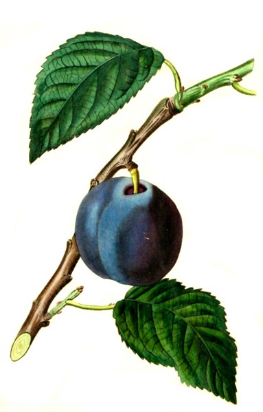 the morocco plum