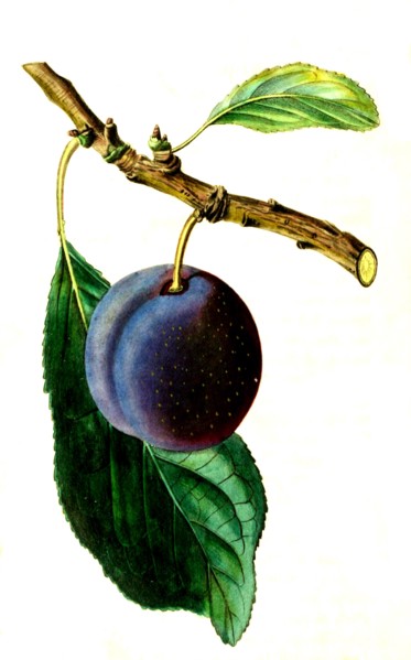 Kirke's plum