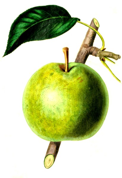 the belle et bonne pear