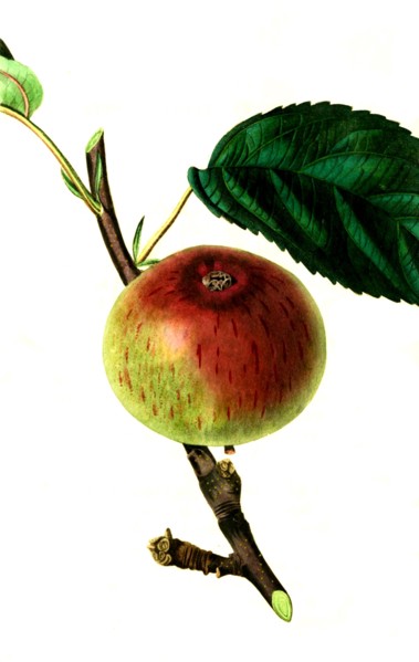 the Brickley seedling apple