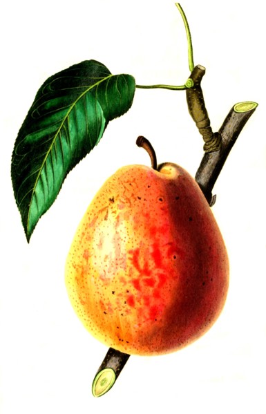 the Flemish Beauty Pear