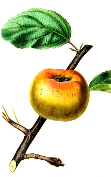 the Sam Young Apple