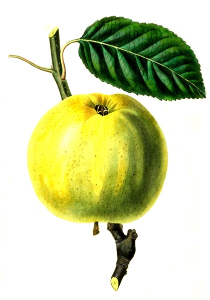 The Saint Julian Apple