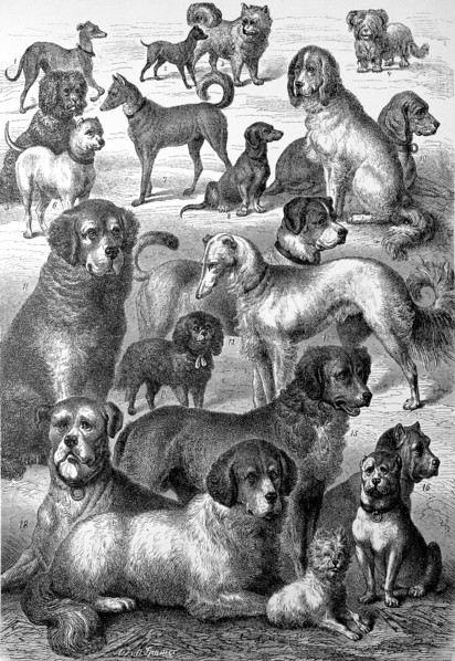 different breeds of dogs in an illustration from 1880