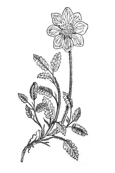 Weiße Silberwurz