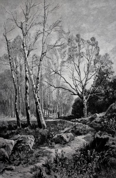 Birch forest