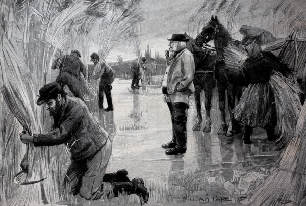Farmers harvesting reeds on the frozen Havel River