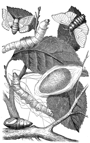 The stages of development of the silk moth