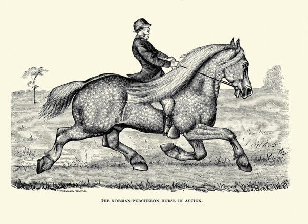 The Norman-Percheron Horse in Action