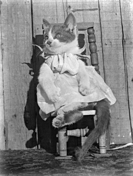 Cat in Dress