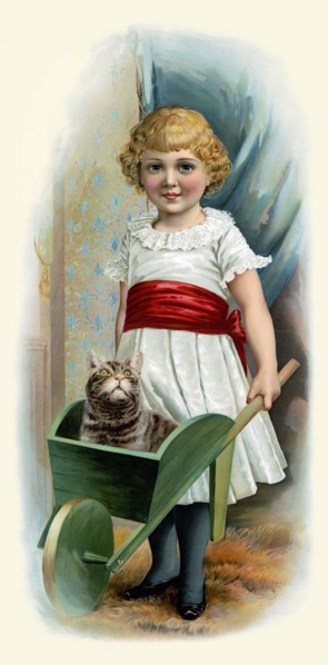 Cat in Wheelbarrow