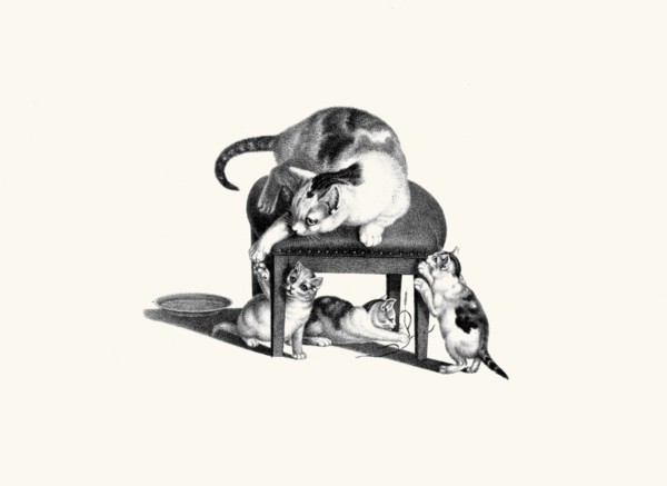 Cat on Stool