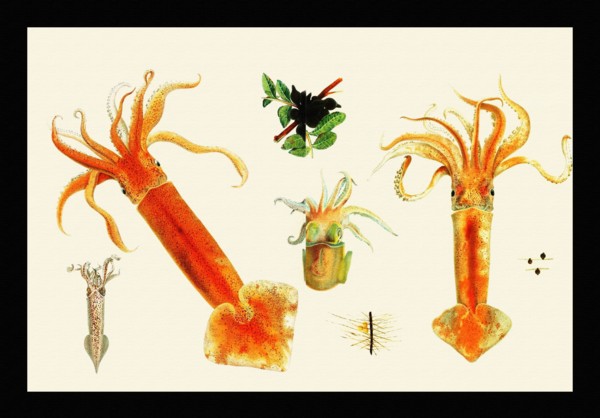 Loligo Marmorae