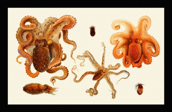 Octopodai & Sepiola Rondeletii