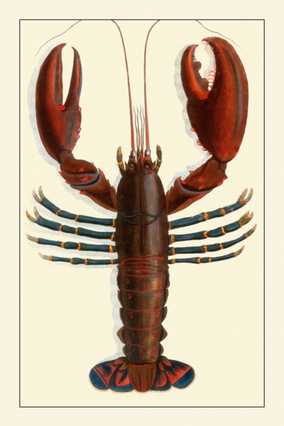 Naturalist Illustration of a Lobster