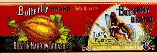 Butterly Brand Boston Marrow Squash