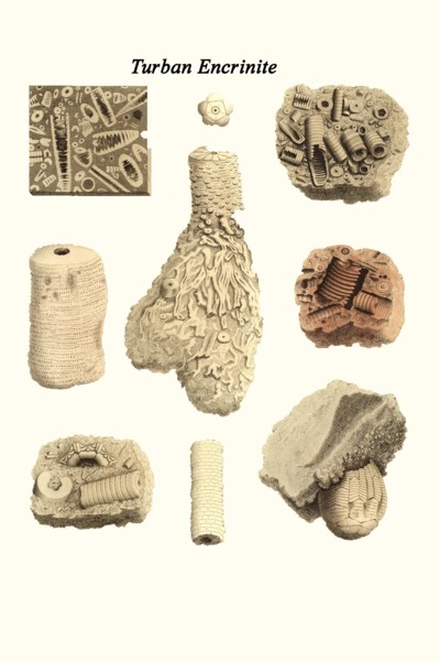 Turban Encrinite