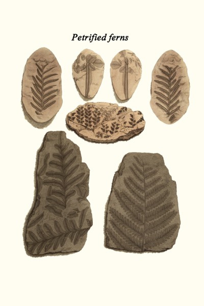 Petrified ferns