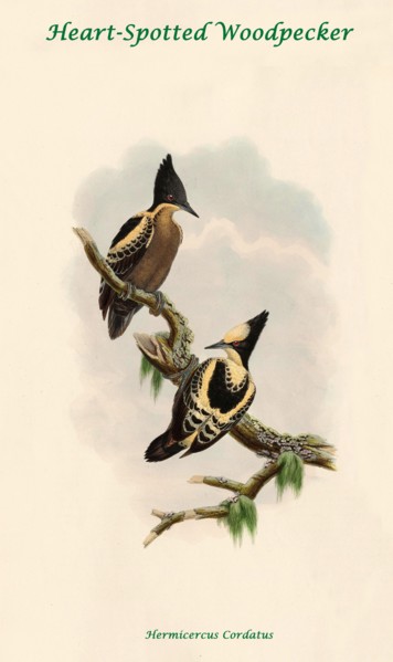 Heart-Spotted Woodpecker