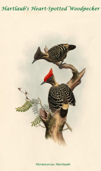 Hartland's Heart-Spotted Woodpecker