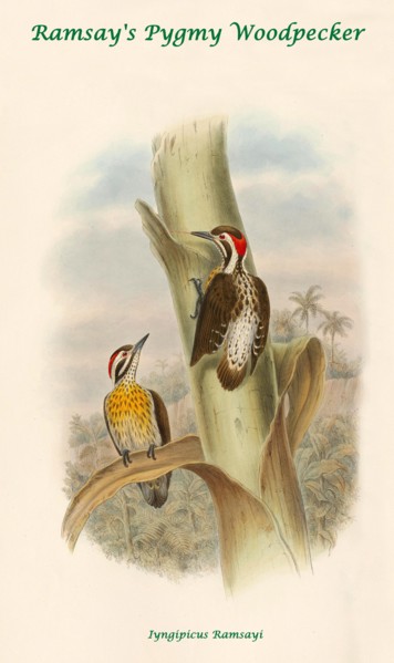 Ramsay's Pygmy Woodpecker