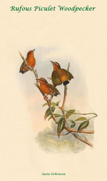 Rufous Piculet Woodpecker
