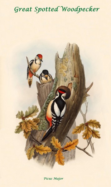 Great Spotted Woodpecker