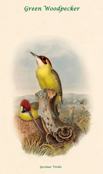Green Woodpecker