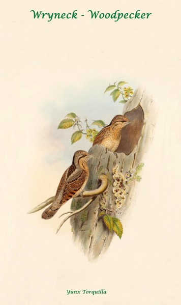 Wryneck - Woodpecker II