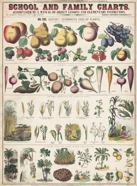 Economical uses of Plants I