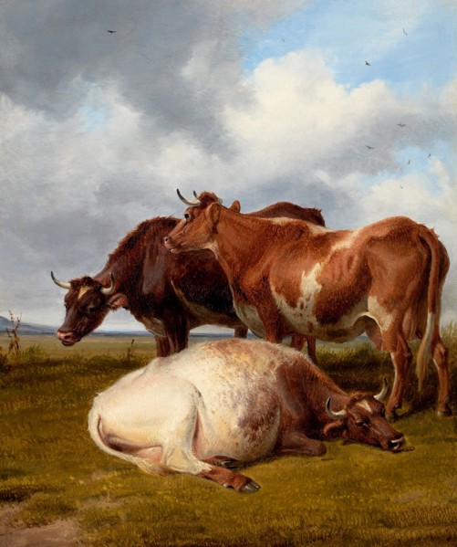 Cattle Grazing