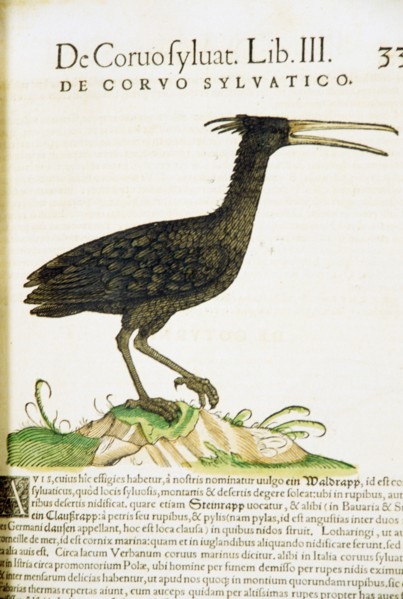Illustration
