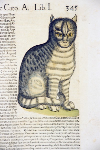 Illustration