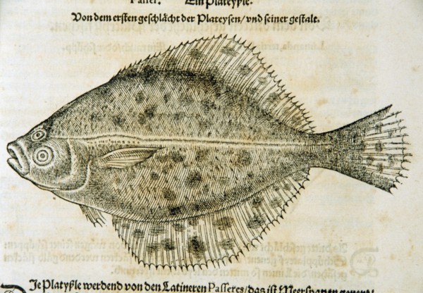 Illustration