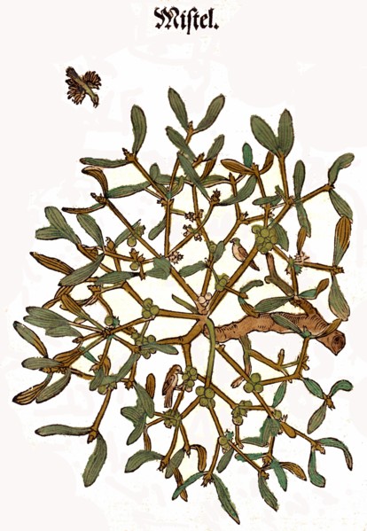 White Berry Mistletoe