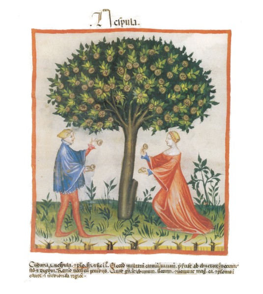 Medlar
