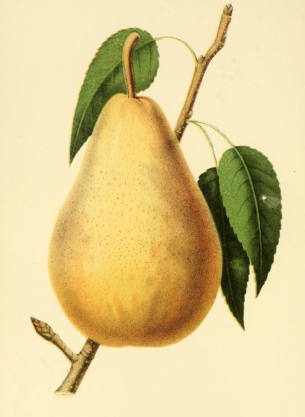 Pear Of The Variety The Van Mons Leon General Leclerc Pear