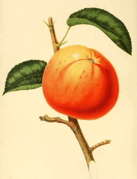 Apple Of The Variety The Baldwin Apple