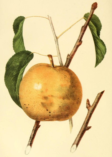 The Sieulle Pear