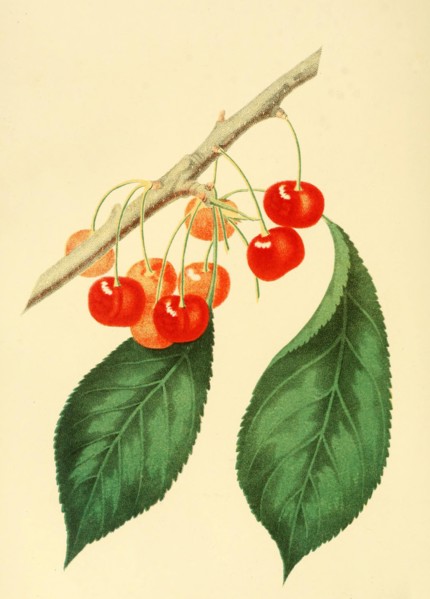 Cherry Of The Sweet Montmorency Cherry Variety