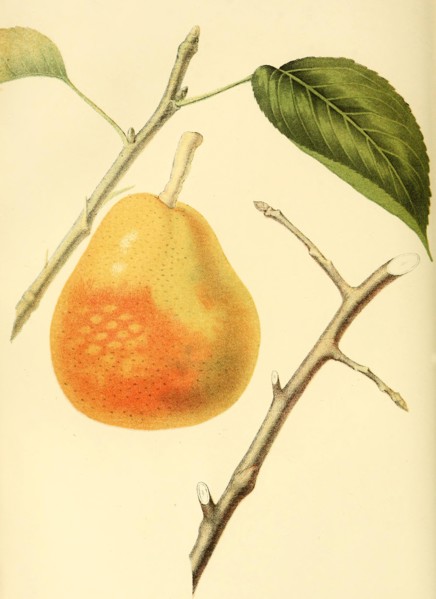 Pear Of The Doyenne Boussock Pear Variety