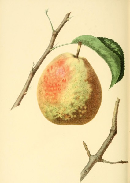 Pear Of The Flemish Beauty Pear Variety