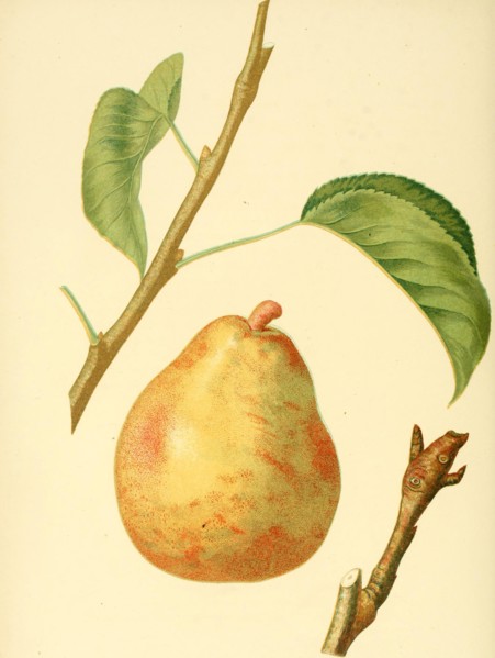 D'Anjou Pear Variety