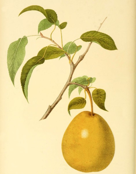Pear Of The Heathcote Pear Variety
