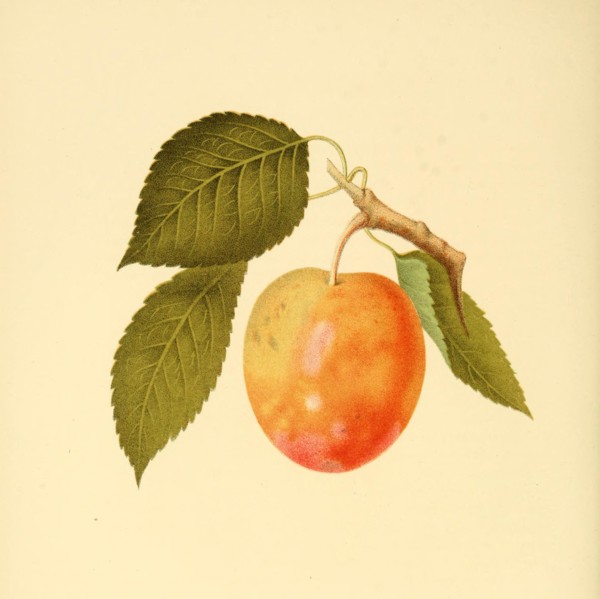 Plum Of The Thomas Plum Variety