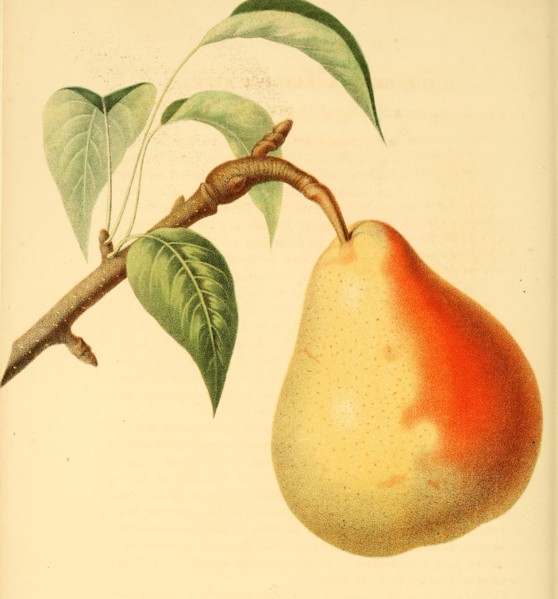 Pear Of The Beurre Langelier Pear Variety