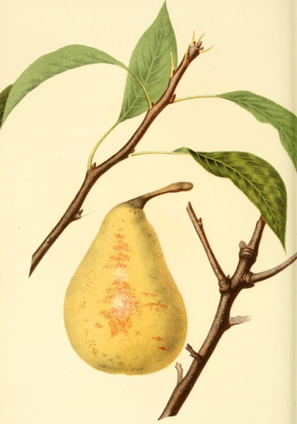 Bonne Des Zees Pear Pear